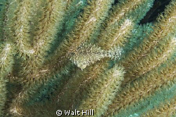 Where's Waldo....the pygmy filefish on Blood Bay Wall in ... by Walt Hill 